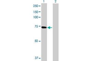 Western Blot analysis of SNX33 expression in transfected 293T cell line by SNX33 MaxPab polyclonal antibody. (SNX33 Antikörper  (AA 1-574))