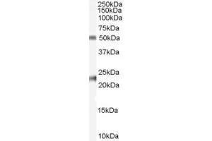 Western Blotting (WB) image for anti-Fibulin 5 (FBLN5) (AA 505-518) antibody (ABIN295900) (Fibulin 5 Antikörper  (AA 505-518))