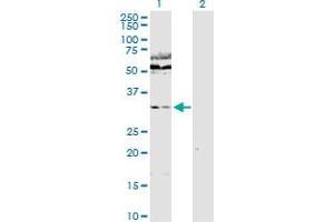 Western Blot analysis of WDR77 expression in transfected 293T cell line by WDR77 MaxPab polyclonal antibody. (WDR77 Antikörper  (AA 1-342))