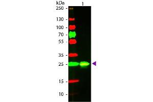 Western Blot of Goat anti-GST Texas Red Conjugated Secondary Antibody. (GST Antikörper  (Texas Red (TR)))