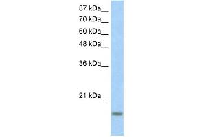 Western Blotting (WB) image for anti-Inhibitor of DNA Binding 3, Dominant Negative Helix-Loop-Helix Protein (ID3) (N-Term) antibody (ABIN2779573)
