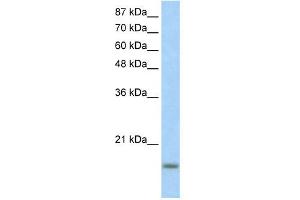 WB Suggested Anti-ID3 Antibody Titration:  1.