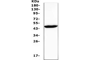 anti-Gap Junction Protein, gamma 1, 45kDa (GJC1) (AA 91-131), (N-Term) antibody