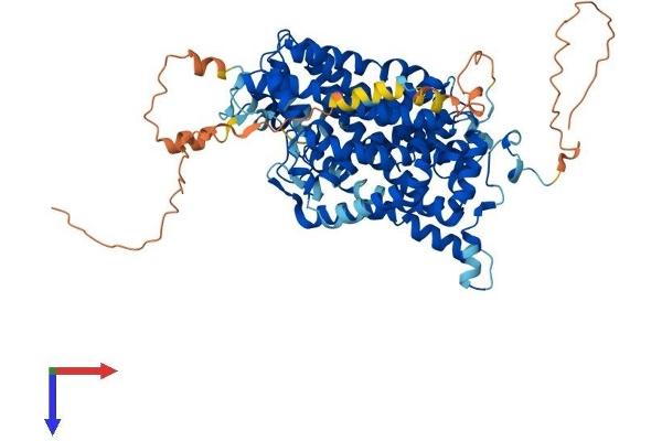GLYT1 Protein (AA 1-692) (His tag)