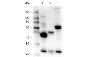 Image no. 1 for Goat anti-Human IgG (Whole Molecule) antibody (HRP) (ABIN300458) (Ziege anti-Human IgG (Whole Molecule) Antikörper (HRP))