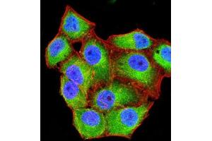Immunofluorescence analysis of Hela cells using CD99 mouse mAb (green). (CD99 Antikörper  (AA 1-185))