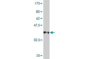 Western Blot detection against Immunogen (36. (AMELX Antikörper  (AA 93-191))