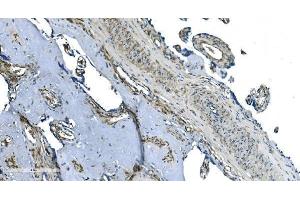 IHC analysis of GNG2 using anti-GNG2 antibody (ABIN7600505).