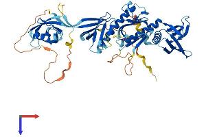 SNTG2 Protein (AA 1-539) (His tag)