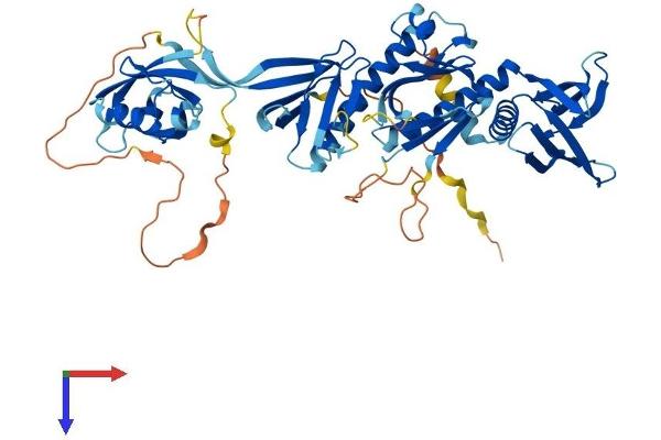 SNTG2 Protein (AA 1-539) (His tag)