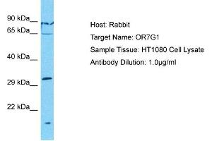 Host: Rabbit Target Name: OR7G1 Sample Type: HT1080 Whole Cell lysates Antibody Dilution: 1. (OR7G1 Antikörper  (C-Term))