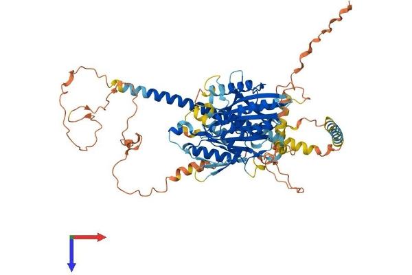 KIF12 Protein (AA 1-646) (His tag)