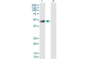 Western Blotting (WB) image for anti-RELT Tumor Necrosis Factor Receptor (RELT) (AA 1-430) antibody (ABIN529851)