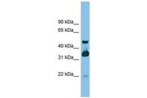 Image no. 1 for anti-G protein beta subunit-like (GBL) (C-Term) antibody (ABIN6745186) (GBL Antikörper  (C-Term))