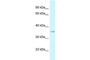 WB Suggested Anti-E130311K13Rik Antibody   Titration: 1. (C3orf33 Antikörper  (Middle Region))