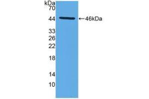 Western blot analysis of recombinant Mouse MMP14. (MMP14 Antikörper  (AA 121-487))