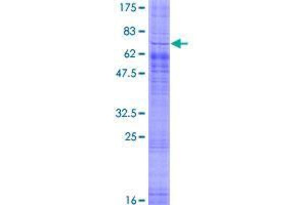 GPR85 Protein (AA 1-370) (GST tag)