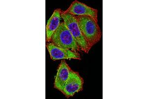 Immunofluorescence (IF) image for anti-BCL2-Like 2 (BCL2L2) (AA 6-118) antibody (ABIN5611241)