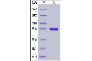 SDS-PAGE (SDS) image for Fibrinogen-Like 1 (FGL1) (AA 23-312) (Active) protein (His tag) (ABIN6938834)