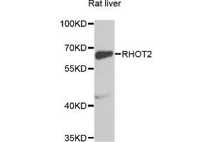 Western blot analysis of extracts of Rat liver cells, using RHOT2 antibody.