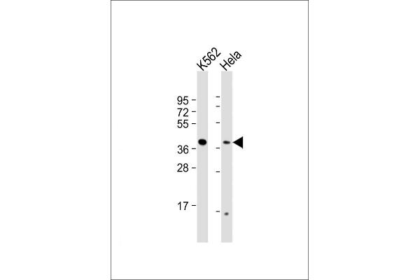 RFC2 antibody  (N-Term)