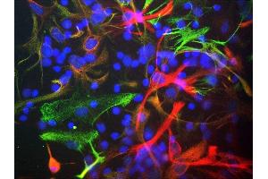 Mixed cultures of neonatal rat neurons and glia stained with ABIN1580439 (red), chicken antibody to vimentin CPCA-Vim (green) and DNA (DAPI stain, blue). (Nestin Antikörper)