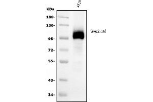 Western blot analysis of Integrin beta 5/ITGB5 using anti-Integrin beta 5/ITGB5 antibody (ABIN7601319).