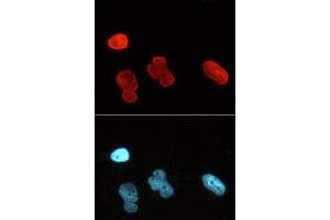 Immunofluorescence (IF) image for anti-Lamin A/C (LMNA) (AA 430-545) antibody (ABIN2668844)
