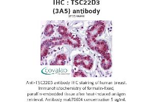 Image no. 1 for anti-TSC22 Domain Family, Member 3 (TSC22D3) (AA 1-98) antibody (ABIN1723461) (TSC22D3 Antikörper  (AA 1-98))