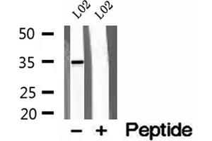Western blot analysis of extracts of L02 cells, using Syntaxin 11 antibody. (Syntaxin 11 Antikörper  (Internal Region))