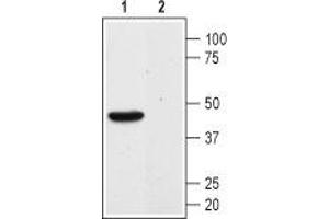 Western blot analysis of mouse kidney membranes:1. (Angiotensin (1-7) Mas Receptor Peptid)