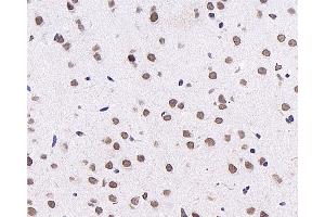 Immunohistochemistry analysis of paraffin-embedded mouse brain using c-Fos Monoclonal Antibody at dilution of 1:1000. (c-FOS Antikörper)