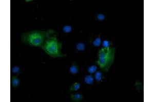 Anti-GSPT2 mouse monoclonal antibody (ABIN2454693) immunofluorescent staining of COS7 cells transiently transfected by pCMV6-ENTRY GSPT2 (RC206259). (GSPT2 Antikörper)