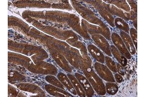 IHC-P Image RPS3 antibody detects RPS3 protein at cytoplasm in mouse intestine by immunohistochemical analysis. (RPS3 Antikörper)
