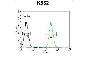 Flow cytometric analysis of K562 cells (right histogram) compared to a negative control cell (left histogram). (TNFAIP8 Antikörper  (N-Term))