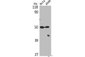 Western Blot analysis of Hela A549 cells using Tubulin α Polyclonal Antibody (TUBA1B Antikörper  (C-Term))