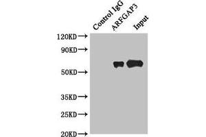 Immunoprecipitating ARFGAP3 in HepG2 whole cell lysate Lane 1: Rabbit control IgG instead of (1 μg) instead of ABIN7143462 in HepG2 whole cell lysate. (ARFGAP3 Antikörper  (AA 217-516))