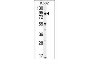 KLRAQ1 Antibody (Center) (ABIN655120 and ABIN2844751) western blot analysis in K562 cell line lysates (35 μg/lane). (KLRAQ1 Antikörper  (AA 207-236))