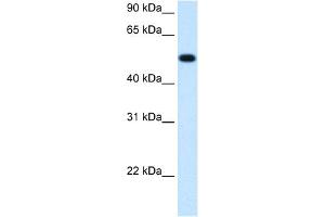 WB Suggested Anti-BHMT Antibody  Titration: 1. (BHMT Antikörper  (C-Term))