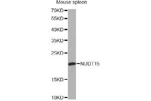 Western blot analysis of extracts of mouse spleen, using NUDT15 antibody.