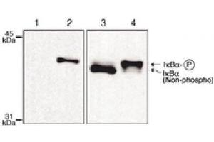 IκBα phospho Ser32,36 mAb tested by Western blot. (NFKBIA Antikörper)