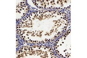 Immunohistochemistry of paraffin embedded rat testis using Hes2 (ABIN7074158) at dilution of 1:200 (300x lens) (HES2 Antikörper)