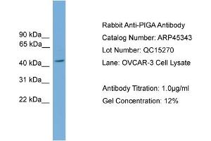 WB Suggested Anti-PIGA  Antibody Titration: 0. (PIGA Antikörper  (Middle Region))