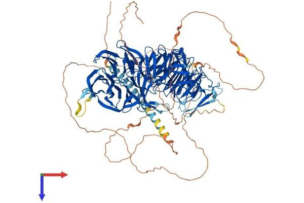 EML4 Protein (AA 1-988) (His tag)