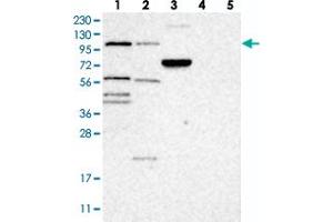 Western blot analysis of Lane 1: RT-4, Lane 2: U-251 MG, Lane 3: Human Plasma, Lane 4: Liver, Lane 5: Tonsil with TTLL4 polyclonal antibody . (TTLL4 Antikörper)