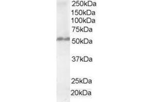 Image no. 1 for anti-Fas Associated Factor Family Member 2 (FAF2) (AA 433-445) antibody (ABIN292043)