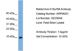 WB Suggested Anti-C18orf56  Antibody Titration: 0. (C18orf56 Antikörper  (N-Term))