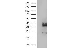 Image no. 4 for anti-Synaptophysin (SYP) antibody (ABIN1501259) (Synaptophysin Antikörper)