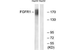 Western blot analysis of extracts from HepG2 cells, using FGFR1 (Ab-766) Antibody. (FGFR1 Antikörper  (AA 736-785))