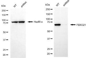Western blotting analysis using FBXO21 antibody (ABIN7798554). (FBXO21 Antikörper)